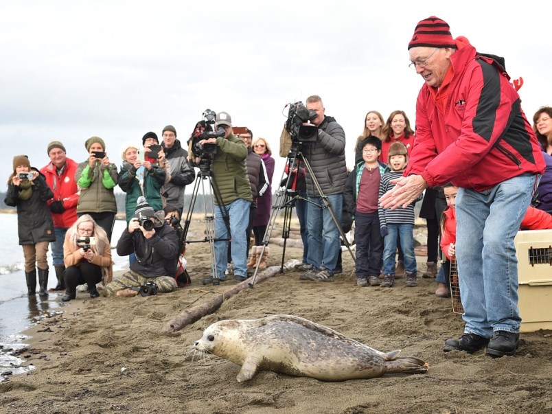 seal pups