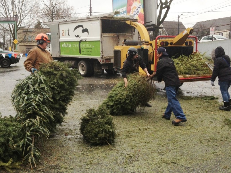 There are a number of spots across the city to drop off your Christmas tree. Photo Dan Toulgoet