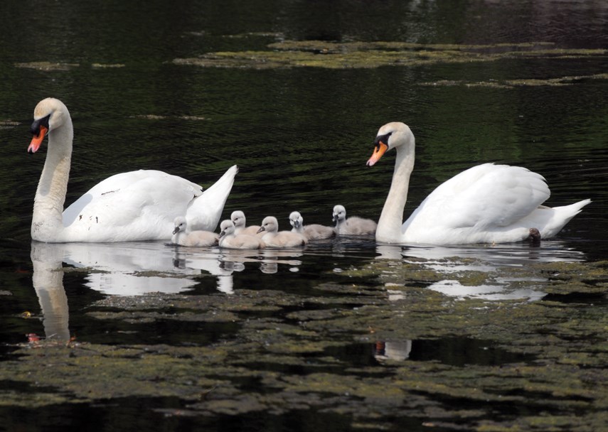 Ambleside Swans 01 web.jpg