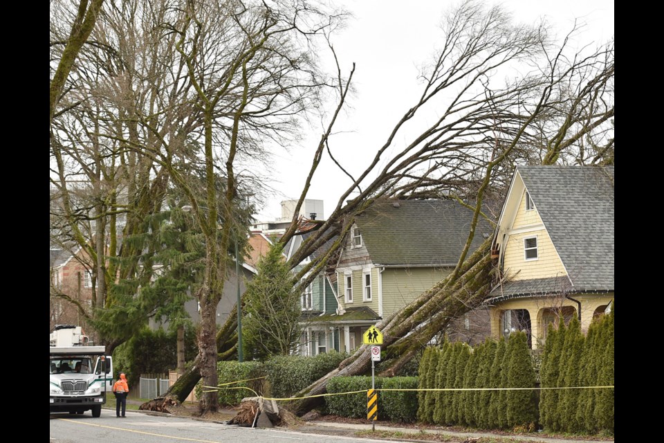 Uprooted trees closed traffic along 12th Avenue this afternoon. Photo Dan Toulgoet
