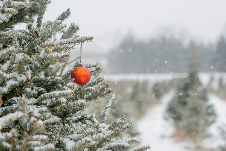 Christmas-tree-FatCamera/iStock.jpg