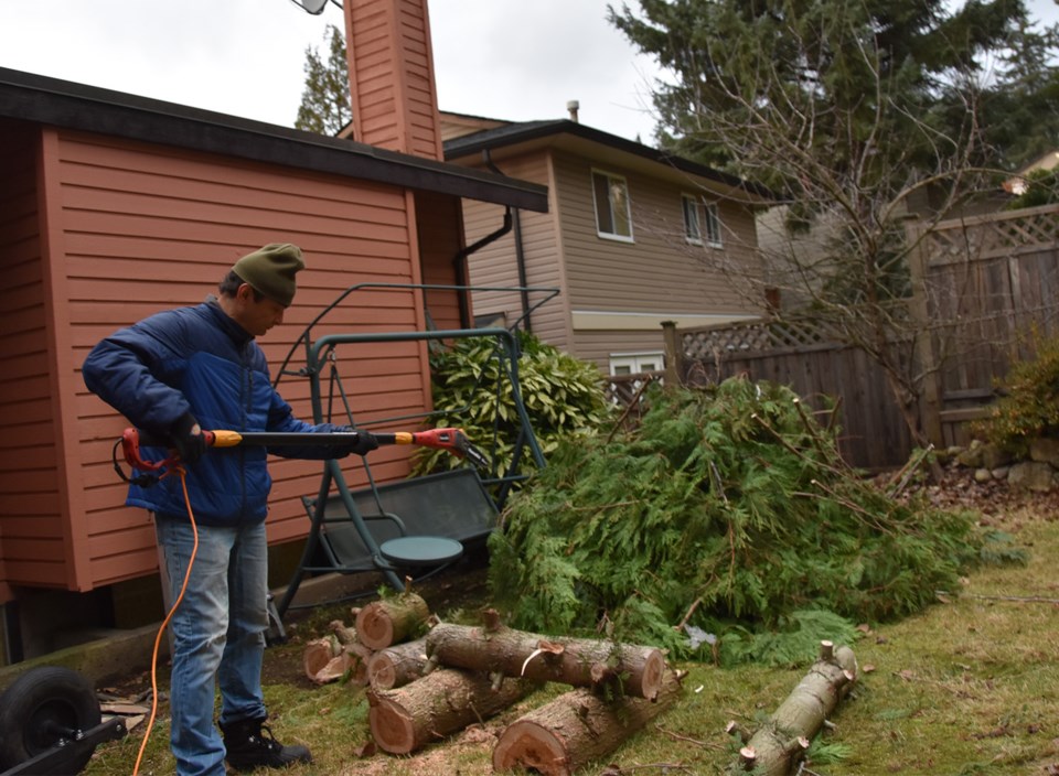 Tree down