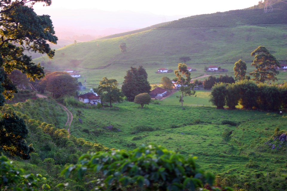 Mogiana Coffee farm