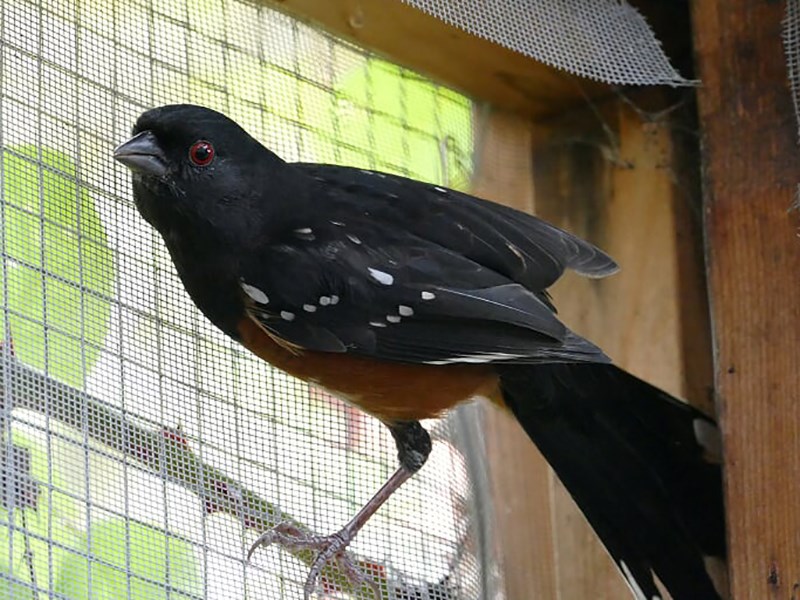 Spotted towhee Powell River Orphaned Wildlife Society