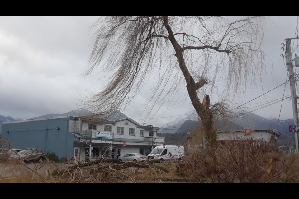 The shady tree, mid-fall.