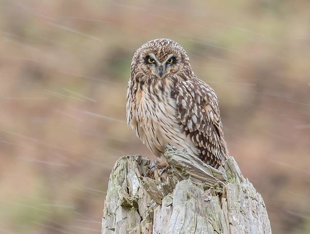 Short-eared owl