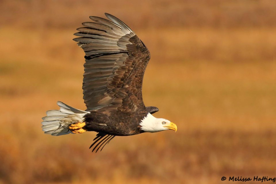 Bald eagle