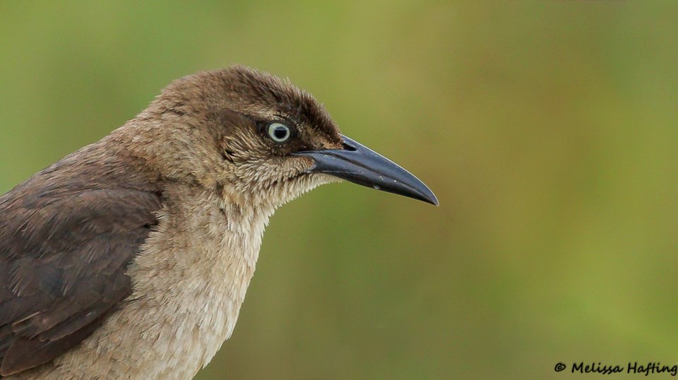 grackle