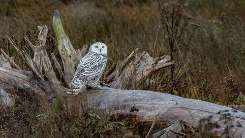 Snowy owl