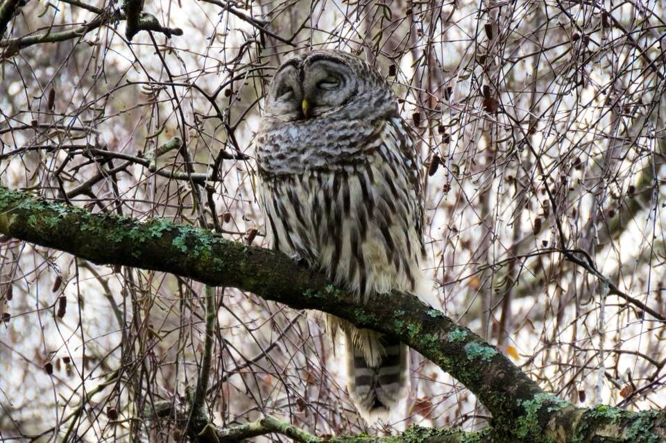 Barred owl