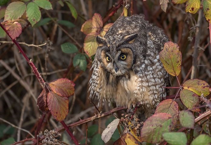 Long-eared owl