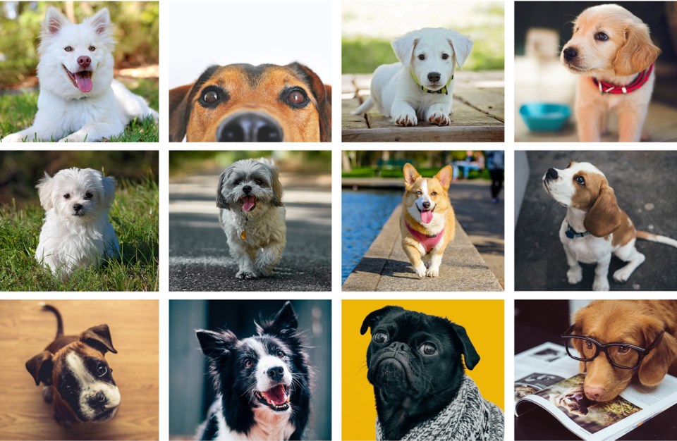 cute dogs, stock photos