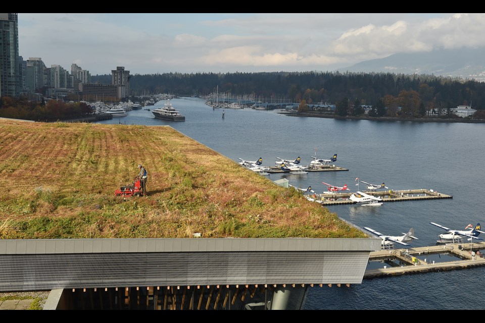 Landscaping crews undertook the annual mowing of the green roof at Vancouver Convention Centre in October. It takes about two weeks to trim and mow the six-acre living roof. Photo Dan Toulgoet