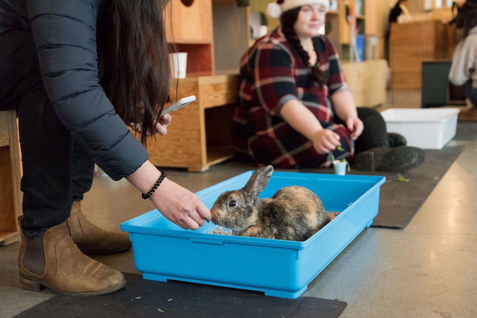 bunny cafe