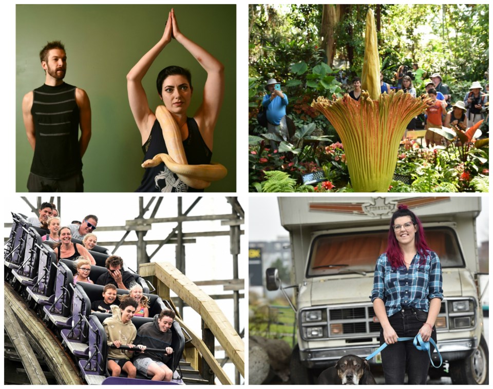 Snake yoga, corpse flowers, rollercoasters and Vancouver's growing RV population were just a handful