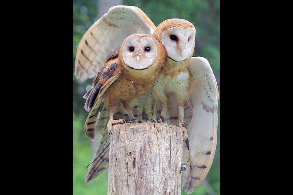 Barn owls at The Raptors on Herd Road near Duncan.