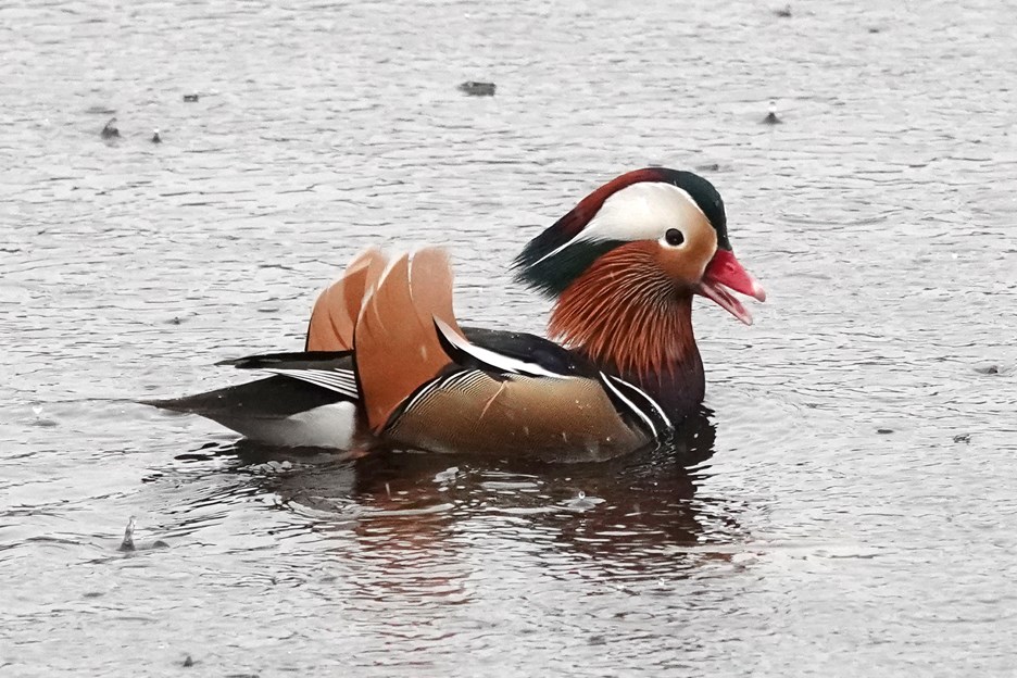 This photo of Burnaby's famed Mandarin duck was taken at Deer Lake last year.