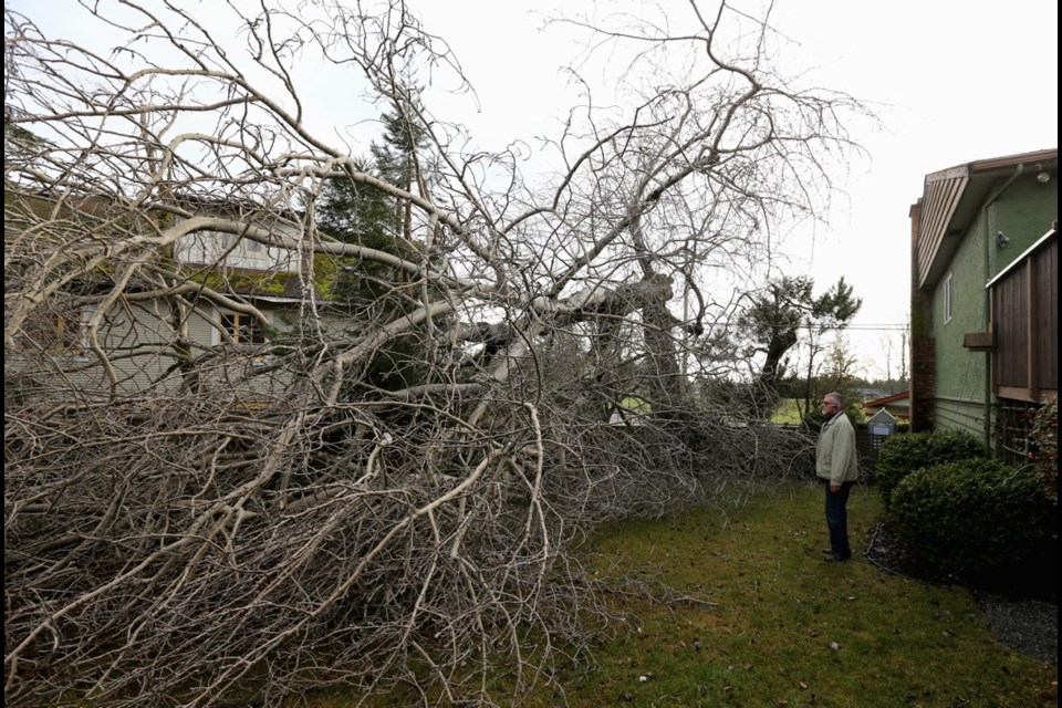 Burnside Road resident Frank Portlock examines a tree that fell near his house during the windstorm in December 2018.