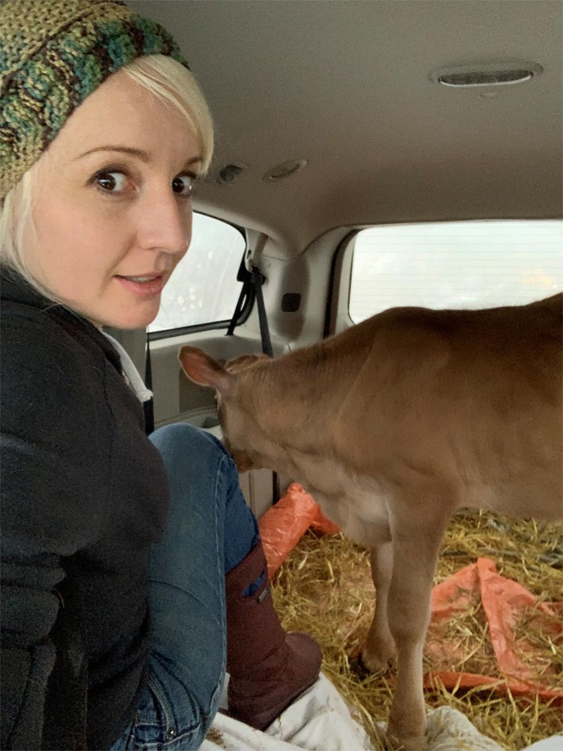 Calf rescue