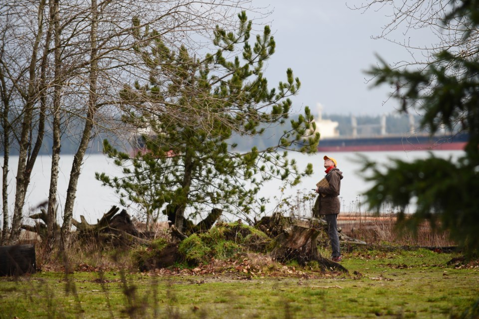 Vancouver park board arborist technician Cabot Lyford checks on eight conifer trees that were vandalized at Spanish Banks. Photo Jennifer Gauthier