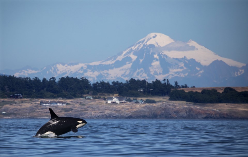 A southern resident killer whale in Haro Strait just off San Juan Island's west side.