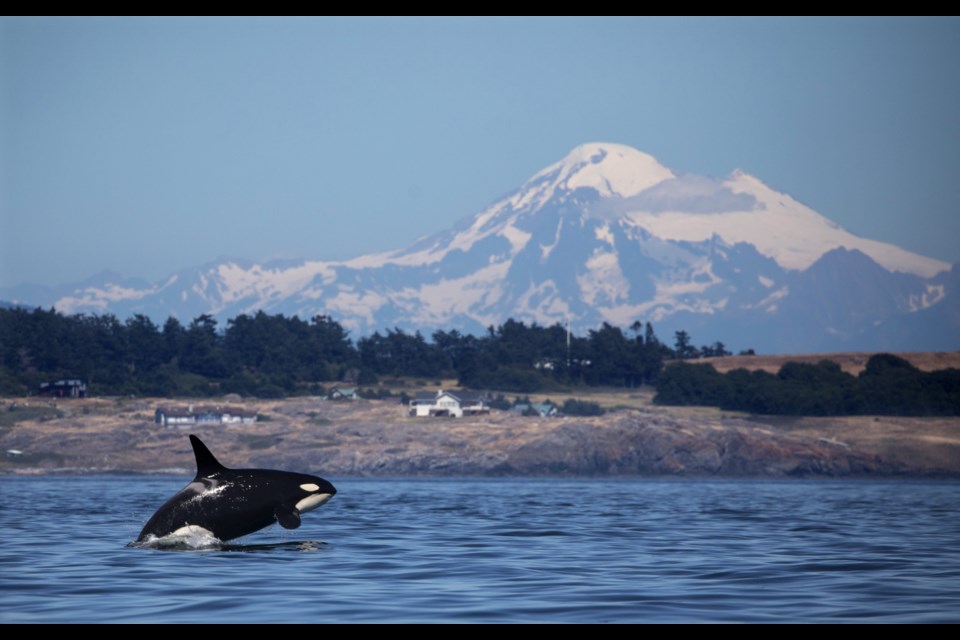 A southern resident killer whale in Haro Strait just off San Juan Island's west side.