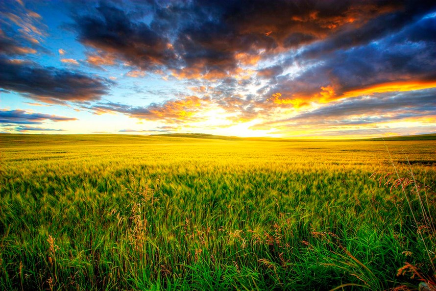 prairie field