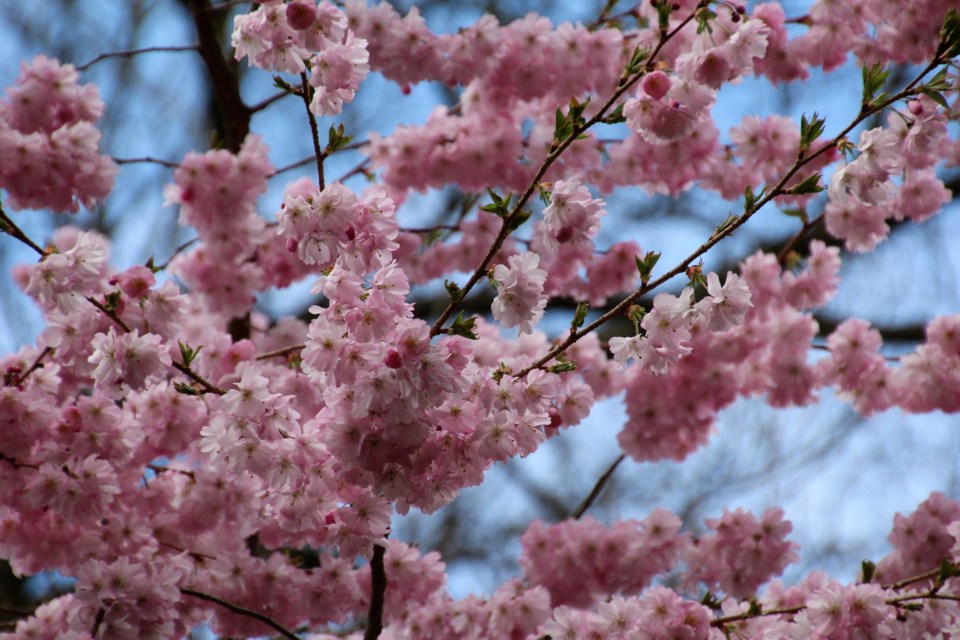 cherry blossoms, stock photo