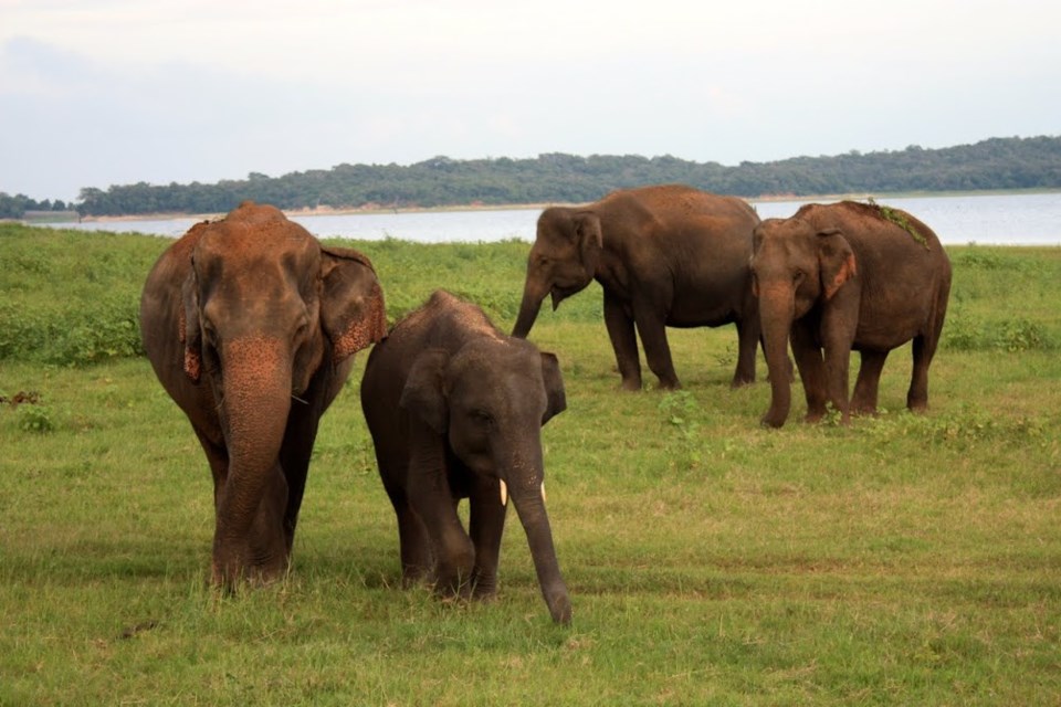 Elephants