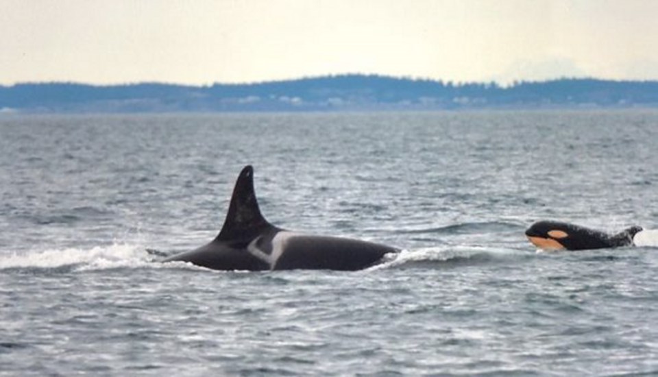 Orca calf L124