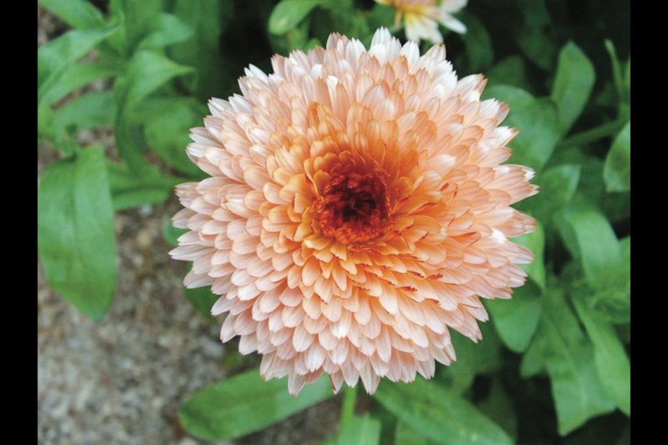 Calendulas are among the easiest flowers to grow. Among them, Zeolights is a beautiful novelty.