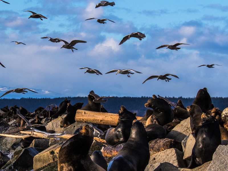 California sea lions Powell River