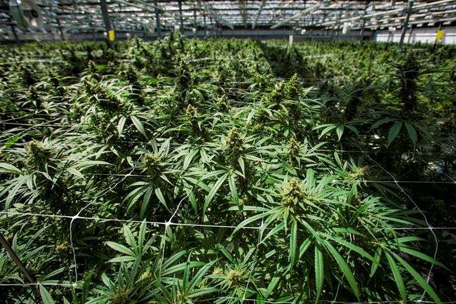 Mature cannabis plants are photographed at the CannTrust Niagara Greenhouse Facility during the grand opening event in Fenwick, Ont., on June 26, 2018. THE CANADIAN PRESS/ Tijana Martin