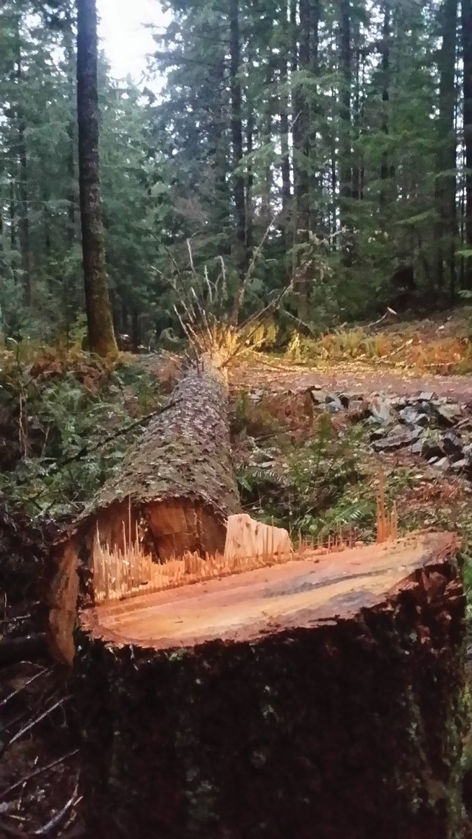 danger trees