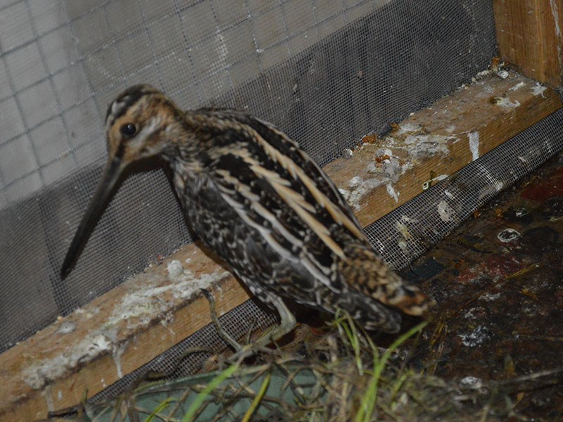 Powell River Orphaned Wildlife Society