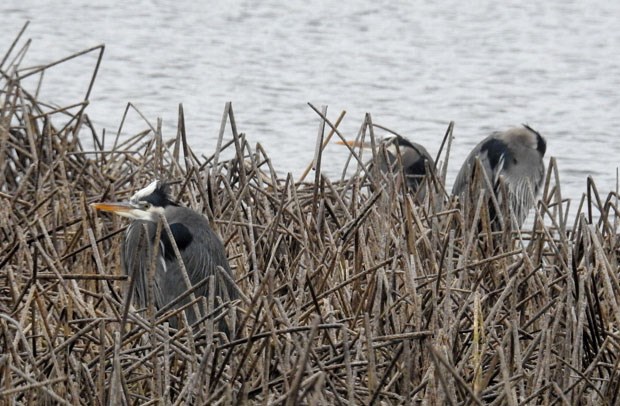 Great Blue Heron