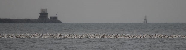 Snow Geese