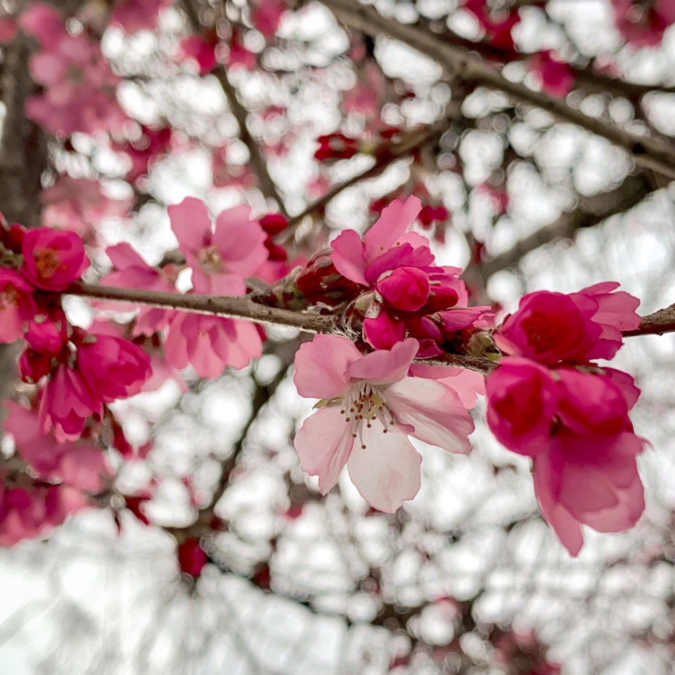 Cherry blossoms