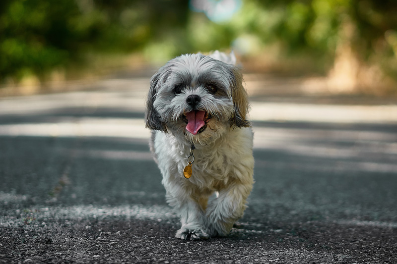 Dog poop overloading Coquitlam, B.C. park garbage cans