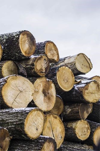 timber-supply-agreement.26_.jpg