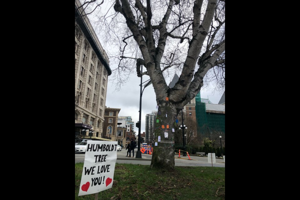 The City of Victoria plans to have this tree chopped down to make way for bike lanes. An online petition has been launched to save it.