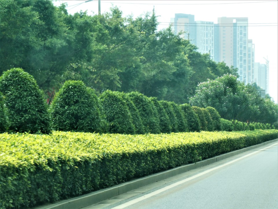 An example of the beautiful landscaping found along many major streets in Nanning. Photo Michael Gel