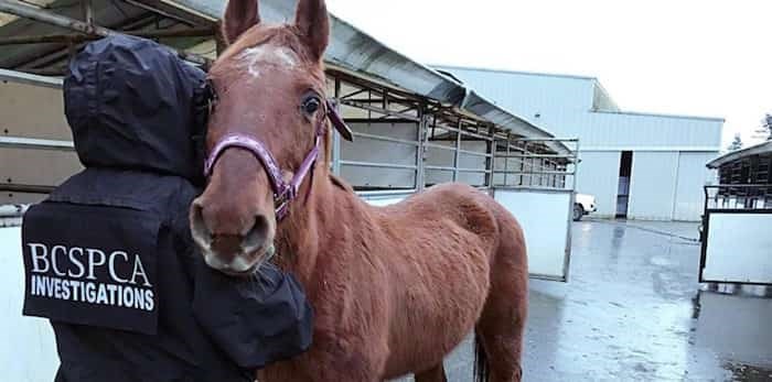 Rescued horse BC SPCA