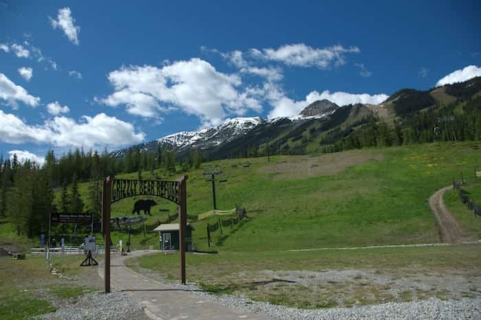 The grizzly bear refuge in Kicking Horse