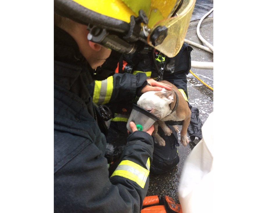 dog delta fire