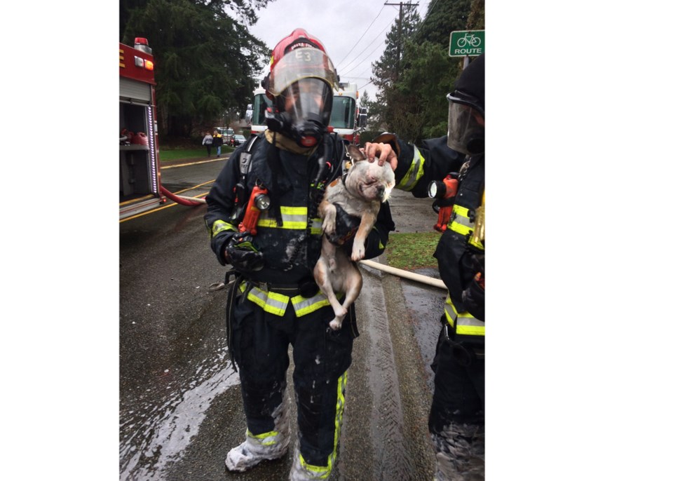 delta dog rescured in fire