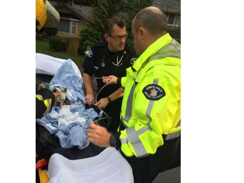 delta dog rescued