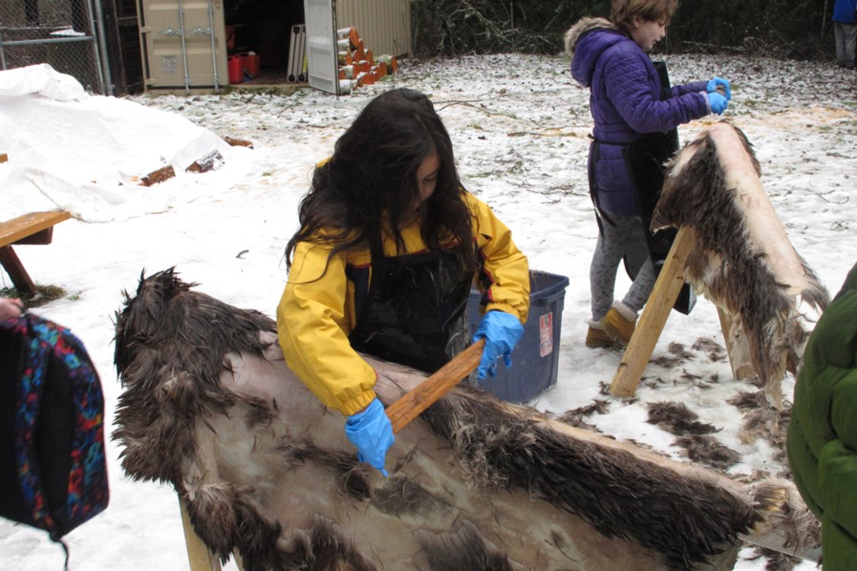 Sea to Sky Learning СƵions students scrape the fur off deer hides at Alice Lake, on traditional deer hunting grounds.