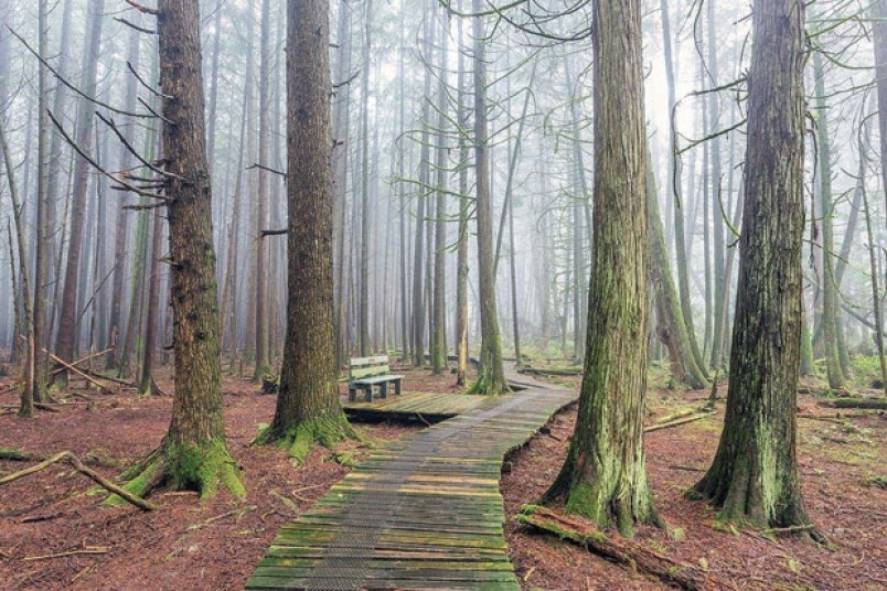 boardwalk