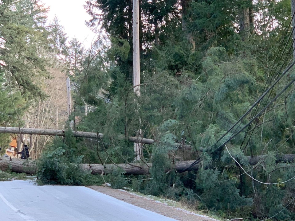 This tree fell over Miller Road Sunday, bringing down wires and blocking the road.